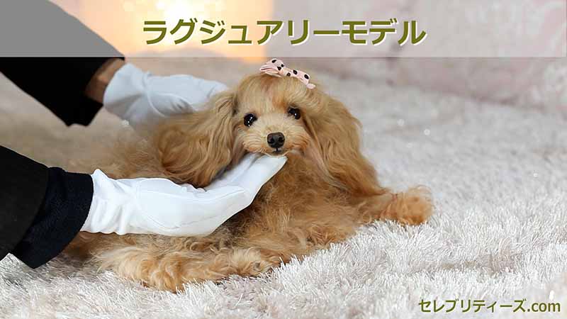 トイプードル CMモデル犬&タレント犬【クリスティン】
