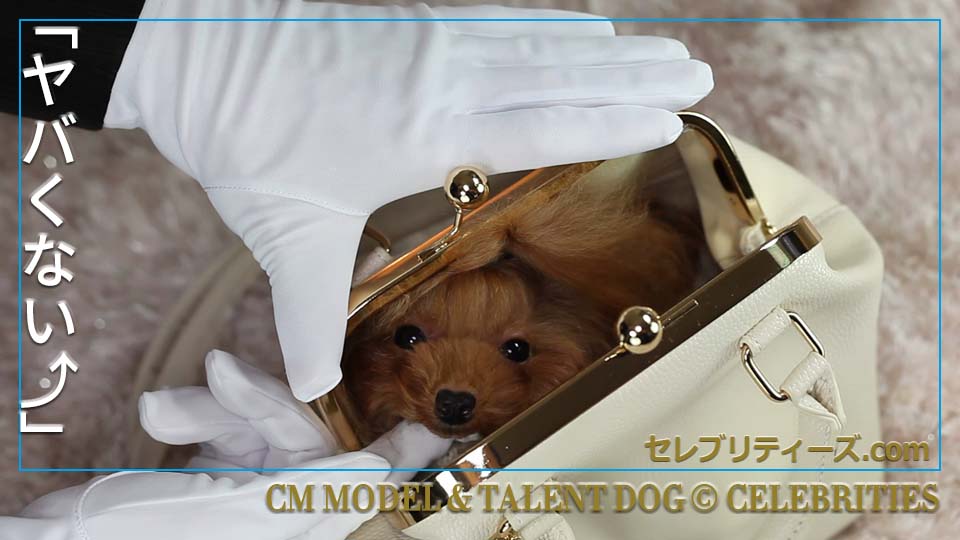 トイプードル ＣＭモデル犬＆タレント犬【ちゅちゅ】