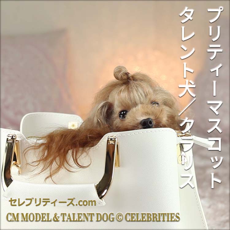 トイプードル ＣＭモデル犬＆タレント犬【クラリス】　プリティーマスコット　タレント犬／クラリス　CM MODEL & TALENT DOG &copy; CELEBRITIES　セレブリティーズ.com