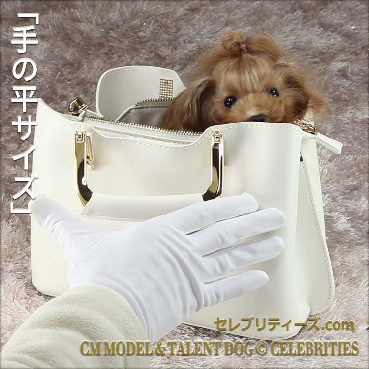 トイプードル ＣＭモデル犬＆タレント犬【クラリス】　「手の平サイズ」　CM MODEL & TALENT DOG &copy; CELEBRITIES　セレブリティーズ.com