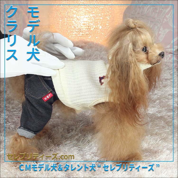 トイプードル ＣＭモデル犬＆タレント犬【クラリス】　モデル犬　クラリス　ＣＭモデル犬＆タレント犬&ldquo;セレブリティーズ&rdquo;　セレブリティーズ.com
