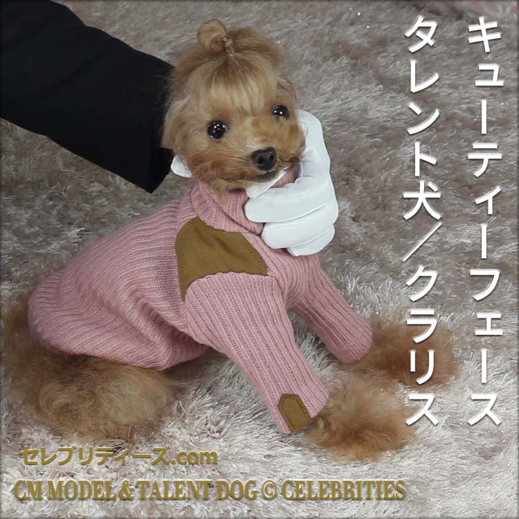 トイプードル ＣＭモデル犬＆タレント犬【クラリス】　キューティーフェース　タレント犬／クラリス　CM MODEL & TALENT DOG &copy; CELEBRITIES　セレブリティーズ.com
