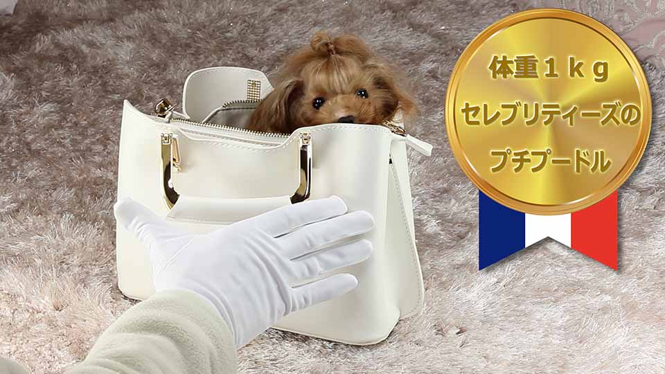 マイクロティーカッププードル レッドの女の子【クラリス】