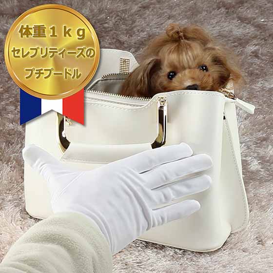 マイクロティーカッププードル レッドの女の子【クラリス】