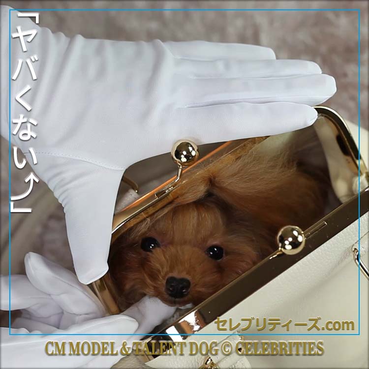 トイプードル ＣＭモデル犬＆タレント犬【ちゅちゅ】　「ヤバくない⤴」　CM MODEL & TALENT DOG &copy; CELEBRITIES　セレブリティーズ.com