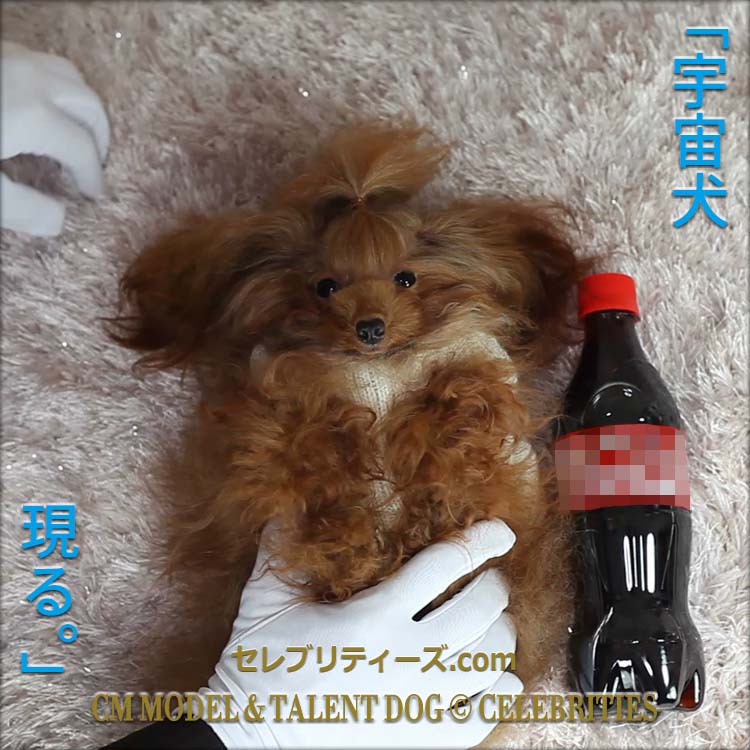 トイプードル ＣＭモデル犬＆タレント犬【ちゅちゅ】　「宇宙犬　現る。」　CM MODEL & TALENT DOG &copy; CELEBRITIES　セレブリティーズ.com