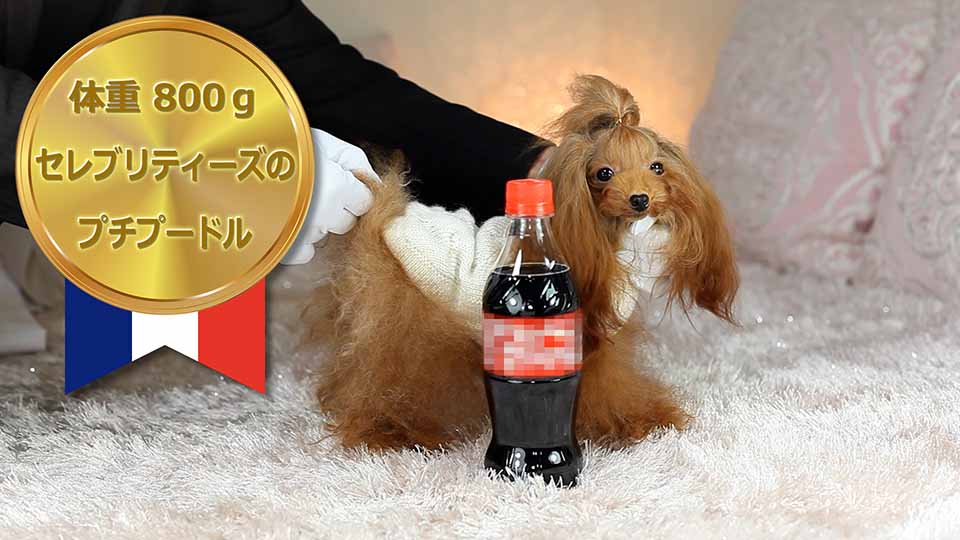 マイクロティーカッププードル レッドの女の子【ちゅちゅ】