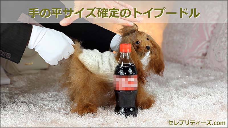 トイプードル ＣＭモデル犬＆タレント犬【ちゅちゅ】