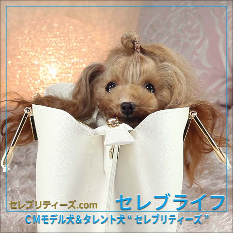 トイプードル ＣＭモデル犬＆タレント犬【クラリス】　セレブライフ　ＣＭモデル犬＆タレント犬&ldquo;セレブリティーズ&rdquo;　セレブリティーズ.com