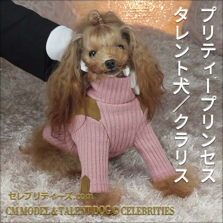 トイプードル ＣＭモデル犬＆タレント犬【クラリス】　プリティープリンセス　タレント犬／クラリス　CM MODEL & TALENT DOG &copy; CELEBRITIES　セレブリティーズ.com