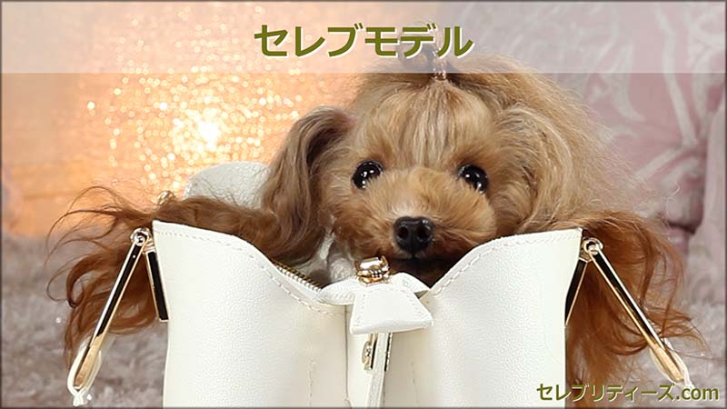 トイプードル ＣＭモデル犬＆タレント犬【クラリス】