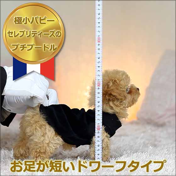 ティーカッププードル / アプリコット / 子犬 / 女の子 / 誕生日2021年09月30日-1