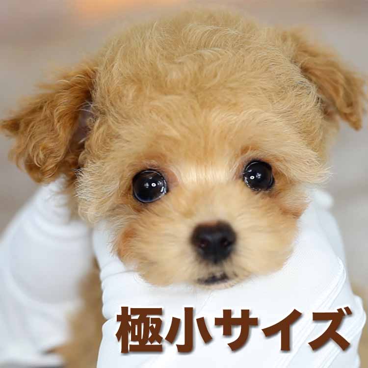 ティーカッププードル / アプリコット / 子犬 / 女の子 / 誕生日2021年09月30日-1