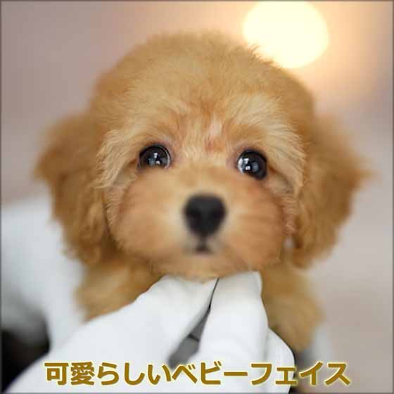 ティーカッププードル / アプリコット / 子犬 / 女の子 / 誕生日2023年09月10日-3