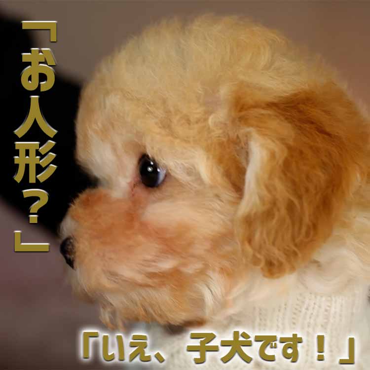 ティーカッププードル / クリーム / 子犬 / 男の子 / 誕生日2021年01月21日