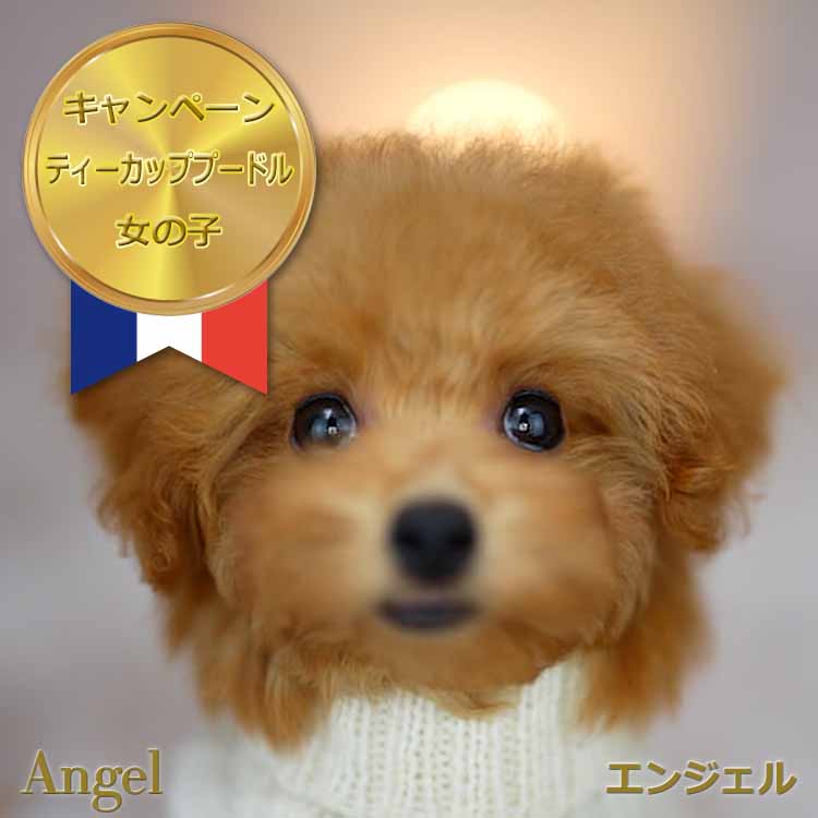 ティーカッププードル / レッド / 子犬 / 女の子 / 誕生日2023年09月10日-1