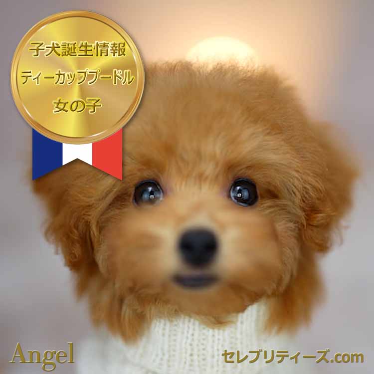 ティーカッププードル / レッド / 子犬 / 女の子 / 誕生日2023年09月10日-1