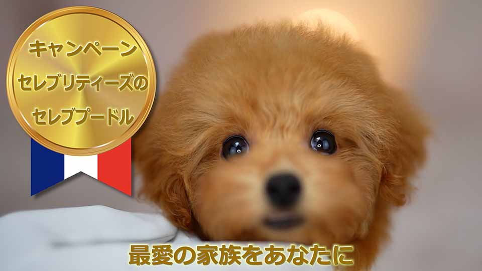 ティーカッププードル / レッド / 子犬 / 女の子 / 誕生日2023年09月10日-1