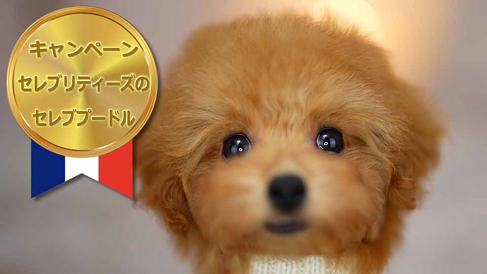 ティーカッププードル / レッド / 子犬 / 女の子 / 誕生日2023年09月10日-1