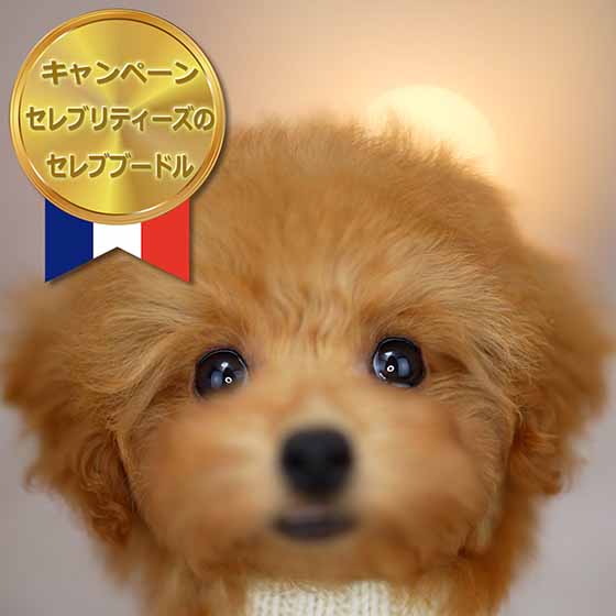 初めての方向け子犬購入プラン｜セレブリティーズ