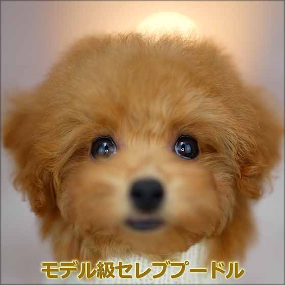 ティーカッププードル / レッド / 子犬 / 女の子 / 誕生日2023年09月10日-1