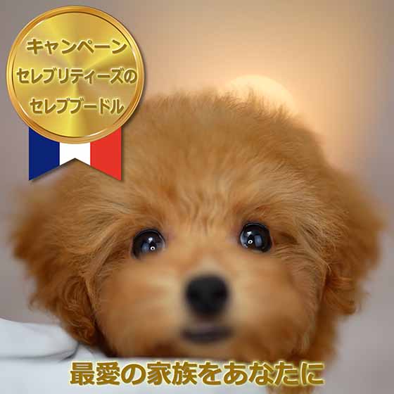 ティーカッププードル / レッド / 子犬 / 女の子 / 誕生日2023年09月10日