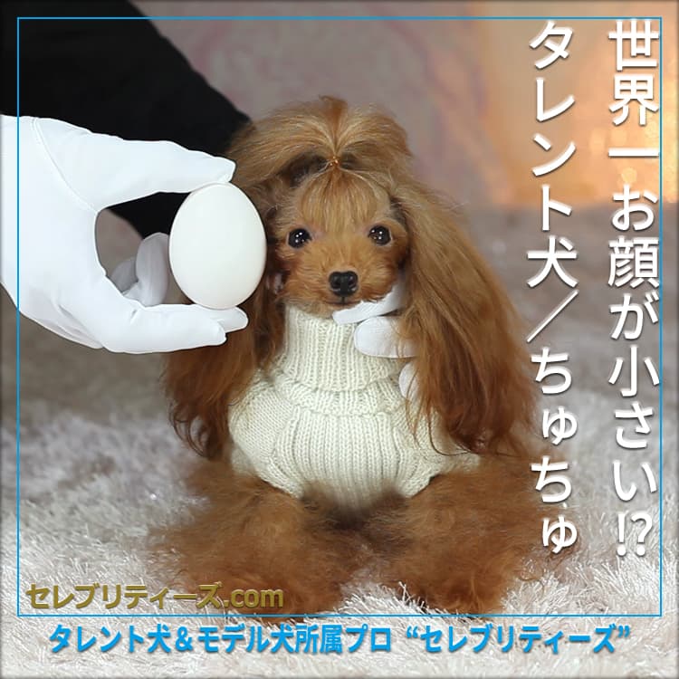 トイプードル タレント犬＆モデル犬【ちゅちゅ】｜セレブリティーズ