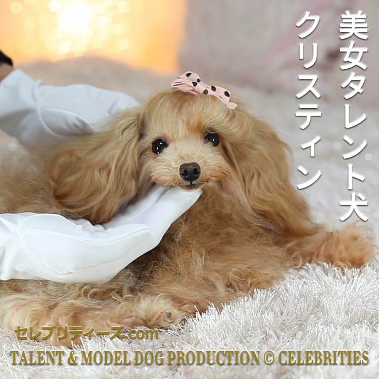 トイプードル タレント犬＆モデル犬【Christin】｜セレブリティーズ